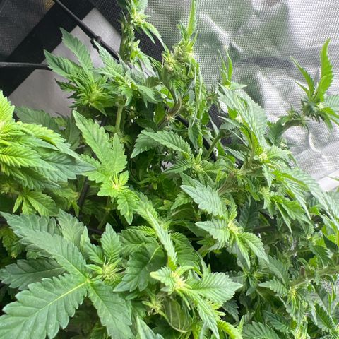 Watermelon photo growlog photo: took some leaves 
