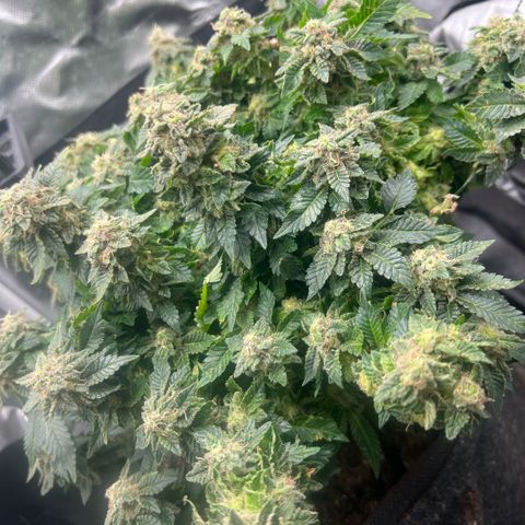 Watermelon photo growlog photo: Gonna top it in a few days to give the bottom half way more time as its so bushy