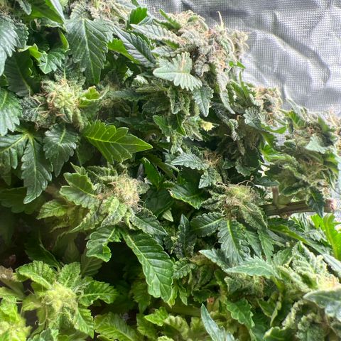Watermelon photo growlog photo: Gonna top it in a few days to give the bottom half way more time as its so bushy