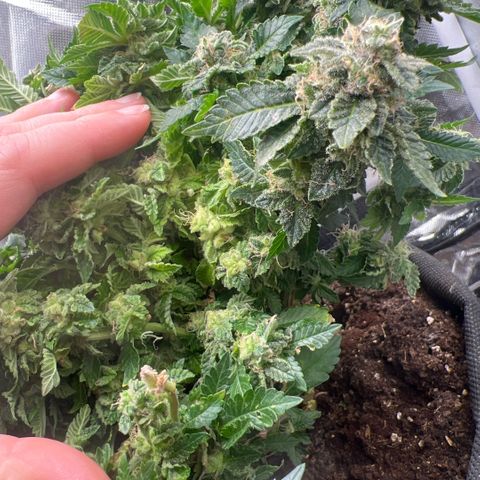 Watermelon photo growlog photo: Gonna top it in a few days to give the bottom half way more time as its so bushy
