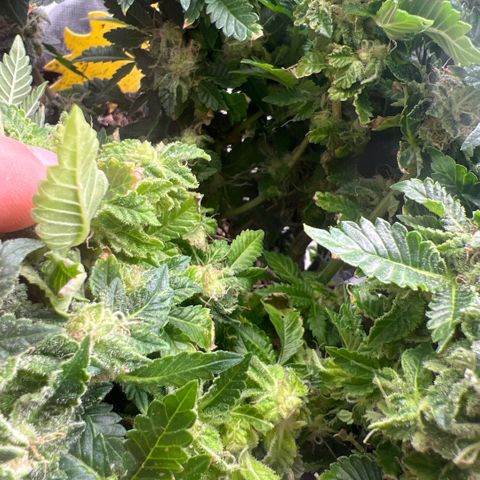 Watermelon photo growlog photo: Gonna top it in a few days to give the bottom half way more time as its so bushy