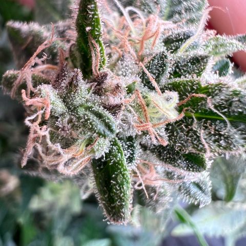 Watermelon photo growlog photo: first 1/3 ready for drying 
