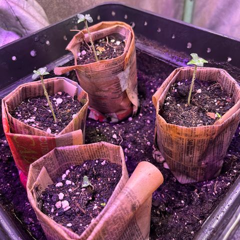 Gorilla Piña growlog timeline photo