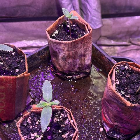 Gorilla Piña growlog timeline photo