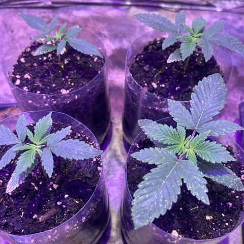 Gorilla Piña growlog timeline photo