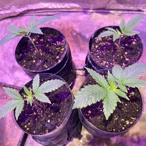 Gorilla Piña growlog timeline photo