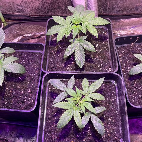 Gorilla Piña growlog timeline photo