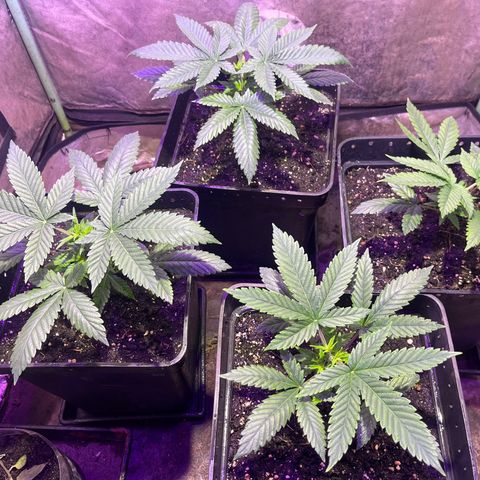Gorilla Piña growlog timeline photo