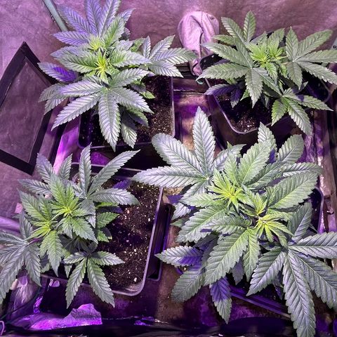 Gorilla Piña growlog timeline photo