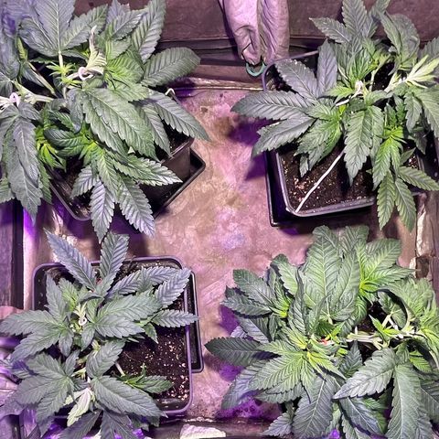 Gorilla Piña growlog timeline photo