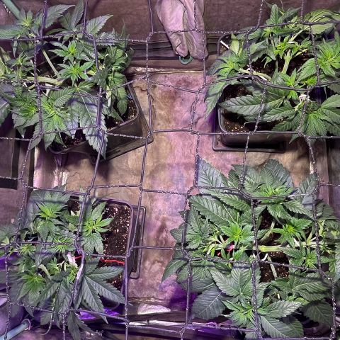Gorilla Piña growlog timeline photo