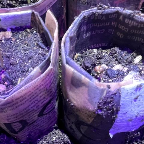 Double Cookies growlog timeline photo