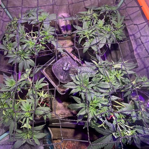 Gorilla Piña growlog timeline photo
