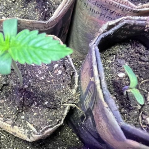 Double Cookies growlog timeline photo