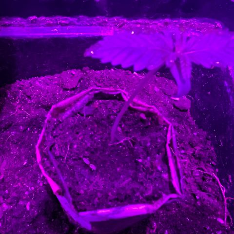 Double Cookies growlog timeline photo