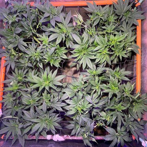 Gorilla Piña growlog timeline photo