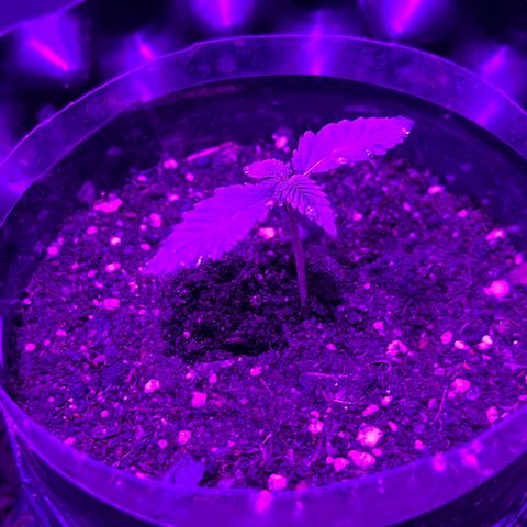 Double Cookies growlog timeline photo