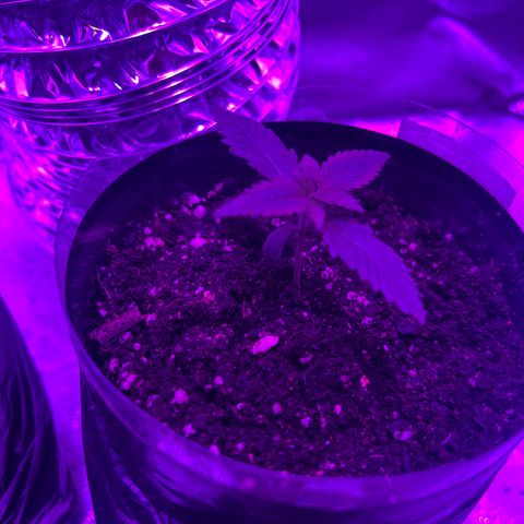 Double Cookies growlog timeline photo