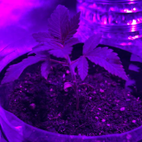 Double Cookies growlog timeline photo