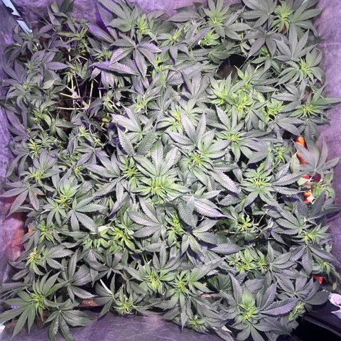 Gorilla Piña growlog photo: Ultimo stres grande