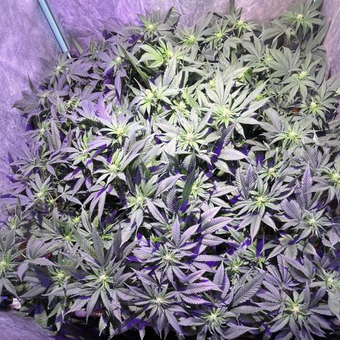 Gorilla Piña growlog timeline photo