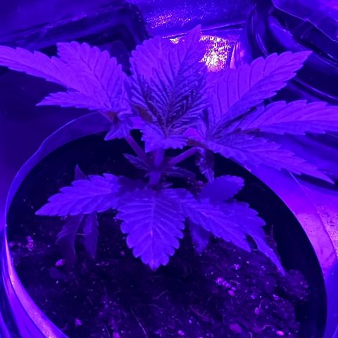 Double Cookies growlog timeline photo