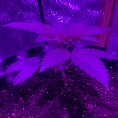 Double Cookies growlog timeline photo