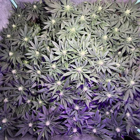 Gorilla Piña growlog timeline photo