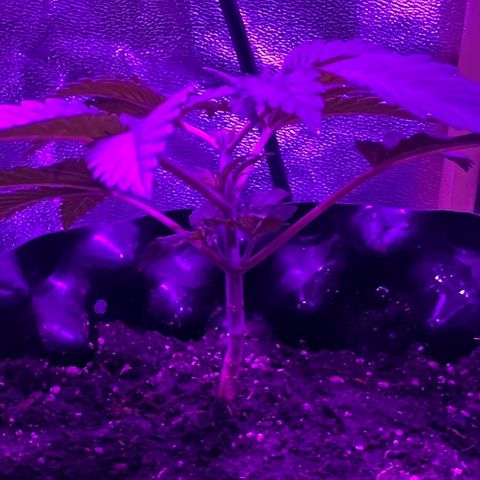 Double Cookies growlog timeline photo