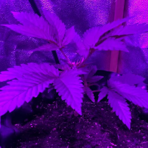 Double Cookies growlog timeline photo