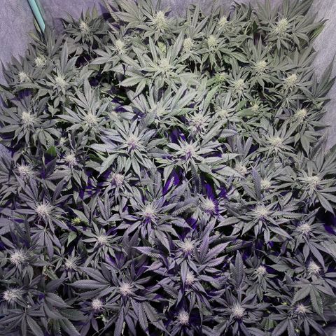 Gorilla Piña growlog timeline photo