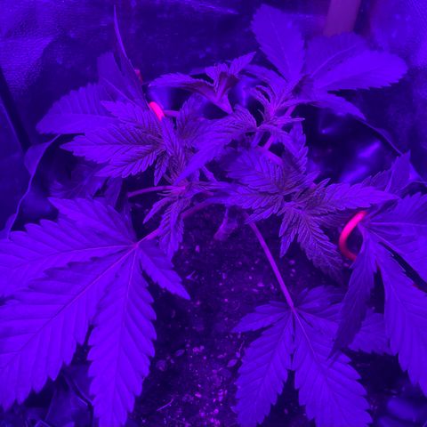 Double Cookies growlog timeline photo
