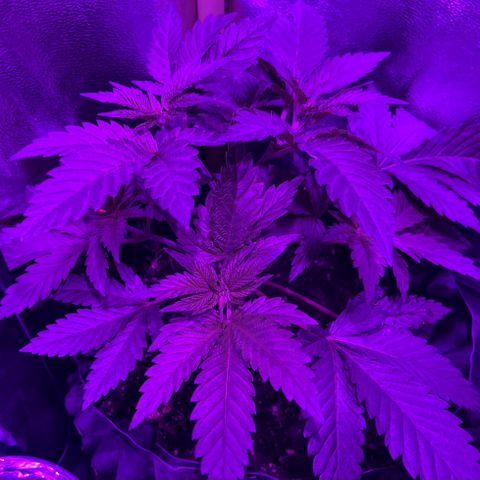 Double Cookies growlog timeline photo