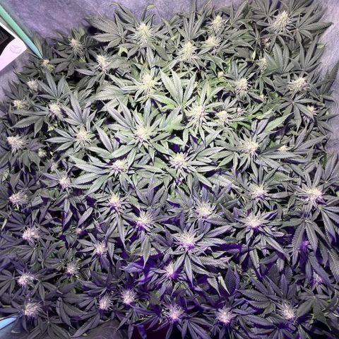 Gorilla Piña growlog timeline photo