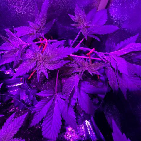 Double Cookies growlog timeline photo