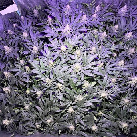 Gorilla Piña growlog timeline photo