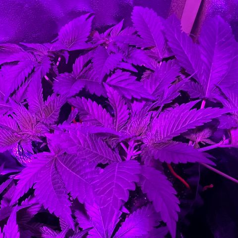 Double Cookies growlog timeline photo