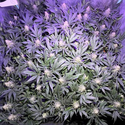 Gorilla Piña growlog timeline photo
