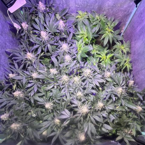 Gorilla Piña growlog timeline photo