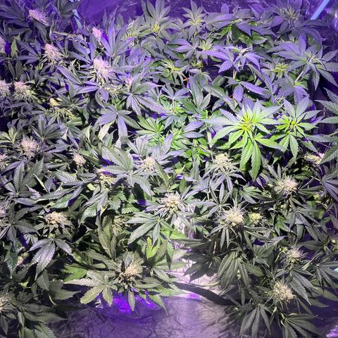 Gorilla Piña growlog timeline photo