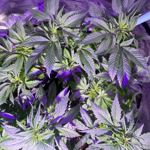 Double Cookies growlog timeline photo