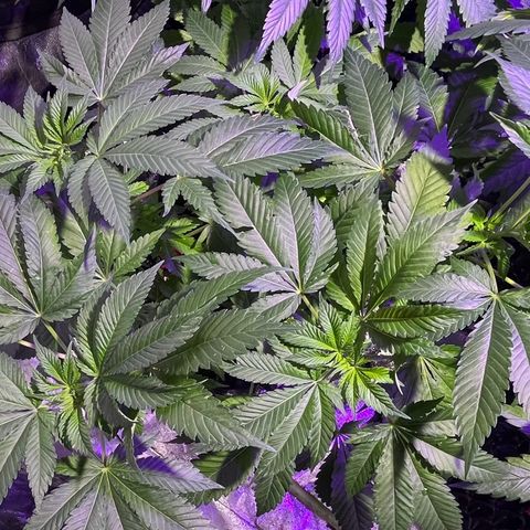 Double Cookies growlog timeline photo