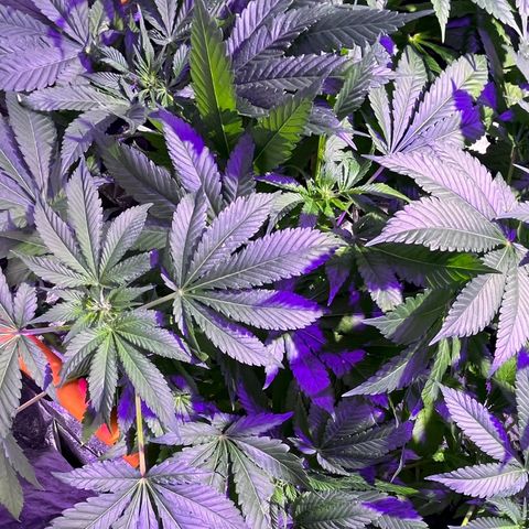 Double Cookies growlog timeline photo