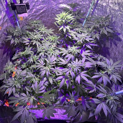 Double Cookies growlog timeline photo