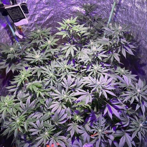 Double Cookies growlog timeline photo