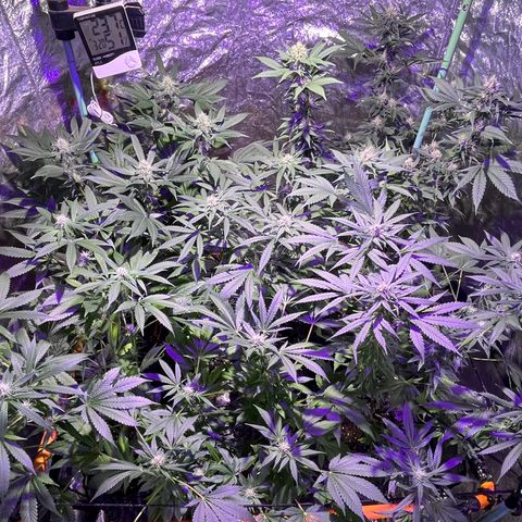Double Cookies growlog timeline photo