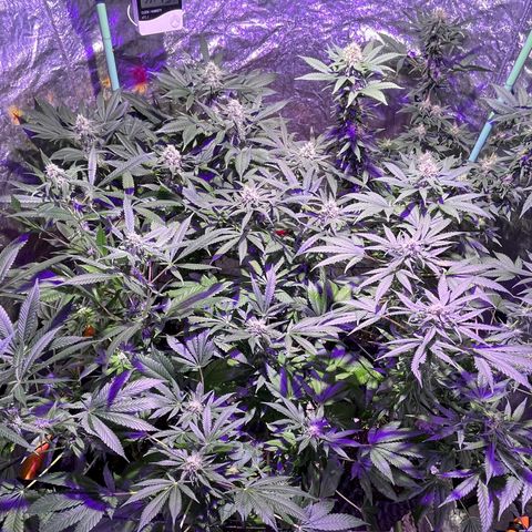 Double Cookies growlog timeline photo