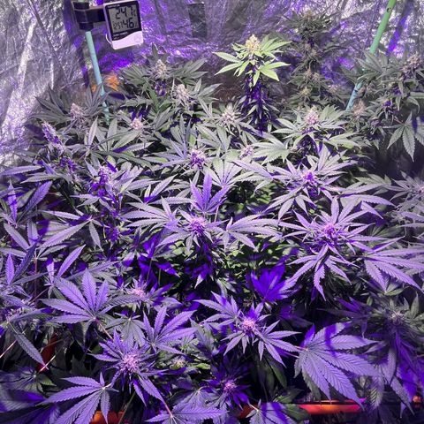 Double Cookies growlog timeline photo