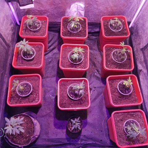 Gaslight/Bourbon growlog timeline photo