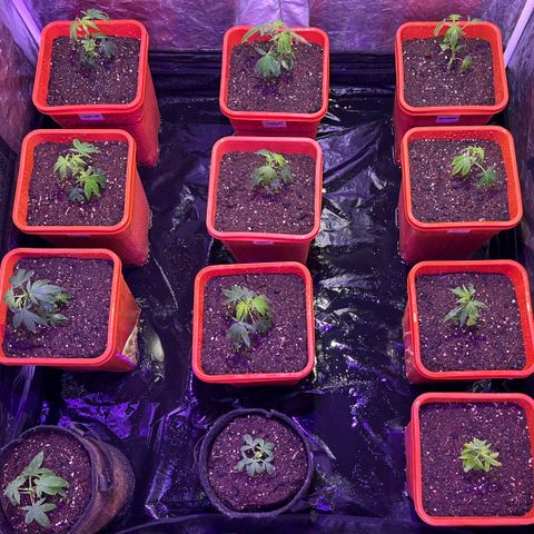 Gaslight/Bourbon growlog timeline photo